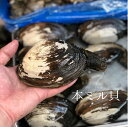 本ミル貝 海松貝 みる貝 約1キロ（1個約300-500g前後）三重・愛知 他 豊洲直送【本ミル貝1K】冷蔵 1