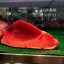 国産本マグロ（生） シモ 1-1.5kg 養殖本マグロ【本マグロ下x1】冷蔵 本鮪 クロマグロ