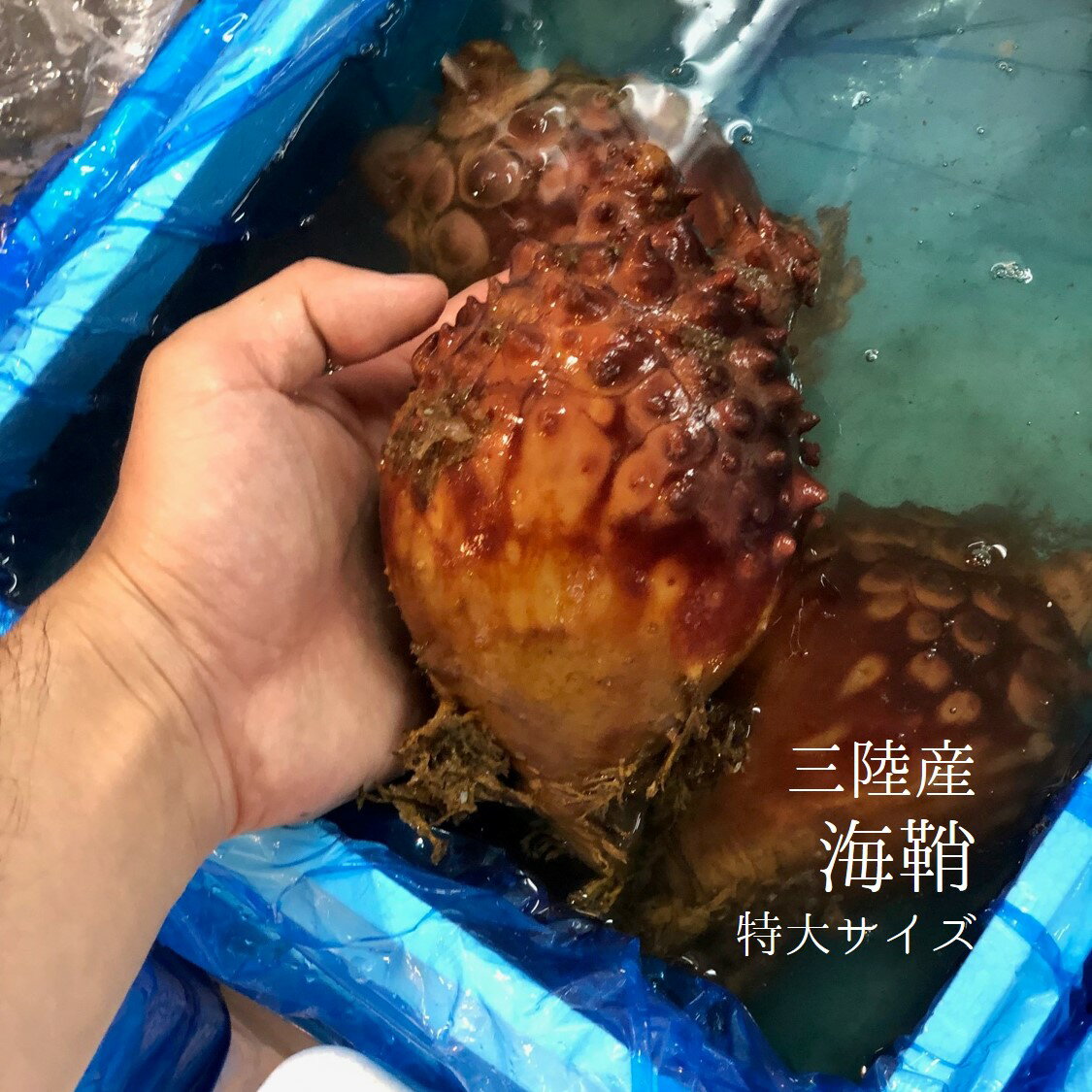 大ホヤ 三陸産 養殖 5個【大三陸ホヤx5個】冷蔵 豊洲市場 海鞘