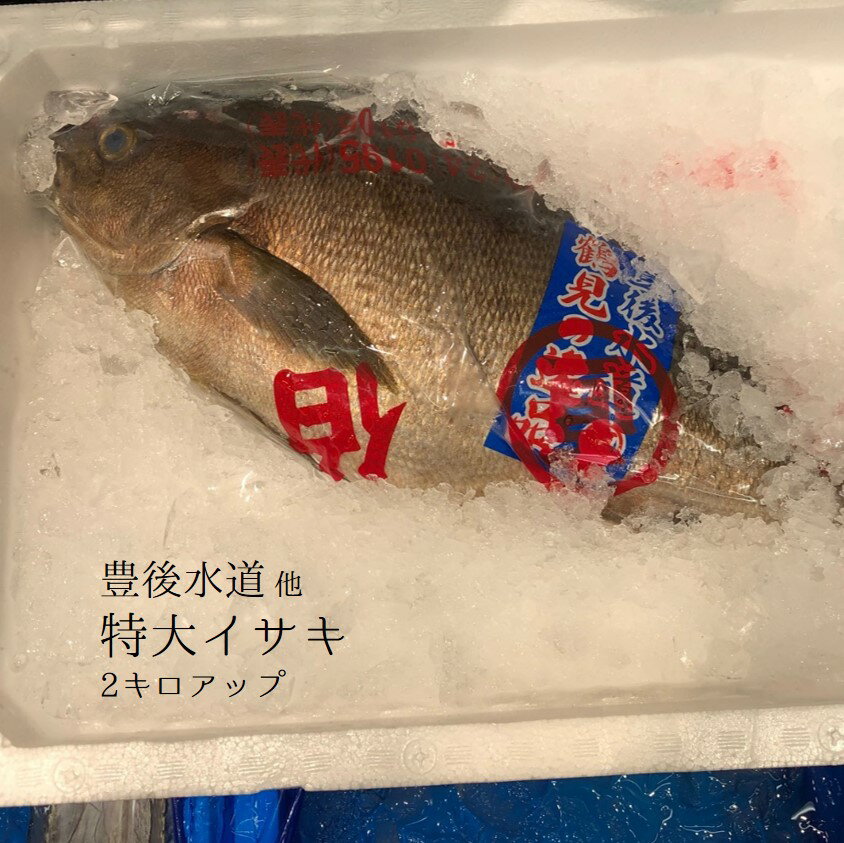 イサキ 1尾約2kg 大分産 他 豊洲直送 伊佐木 鮮魚 冷蔵