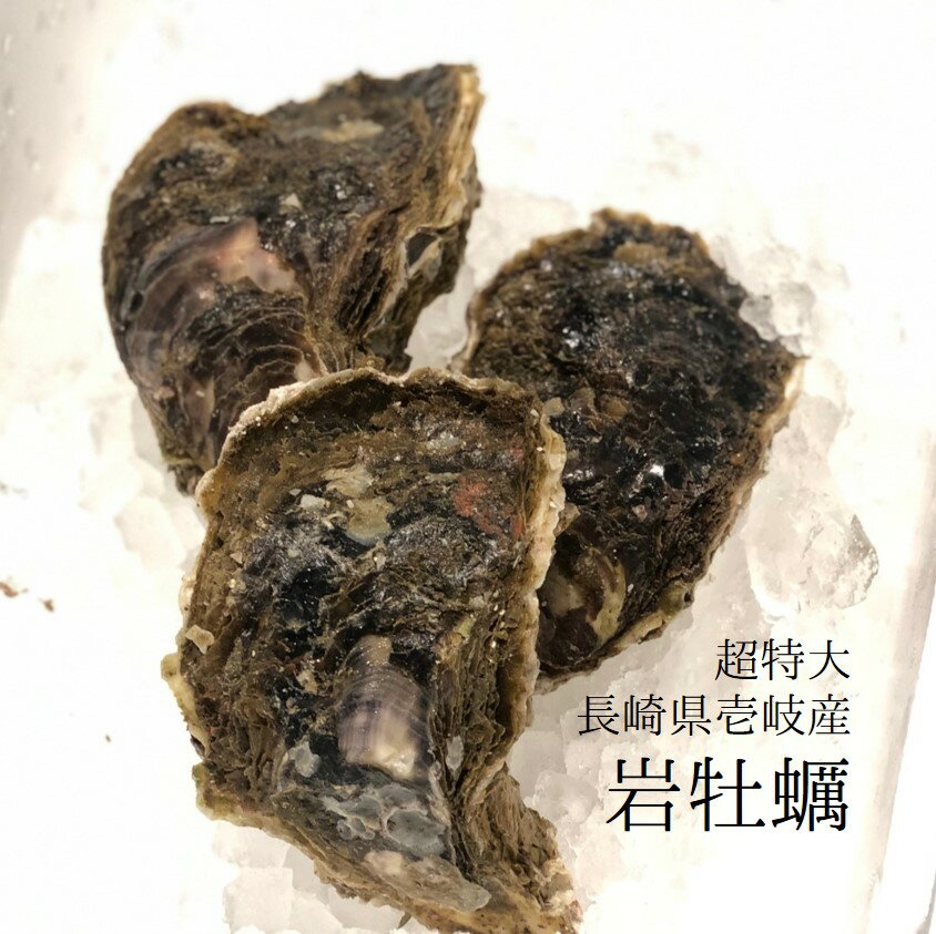 超特大 黄金岩牡蠣 長崎県壱岐産 約500gアップ x3個入【特大岩牡蠣-壱岐x3個】冷蔵 豊洲直送