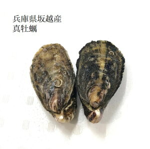 殻付き真牡蠣 兵庫県坂越産 10個 シングルシード製法 生食用【坂越産真牡蠣x10個】冷蔵 豊洲直送