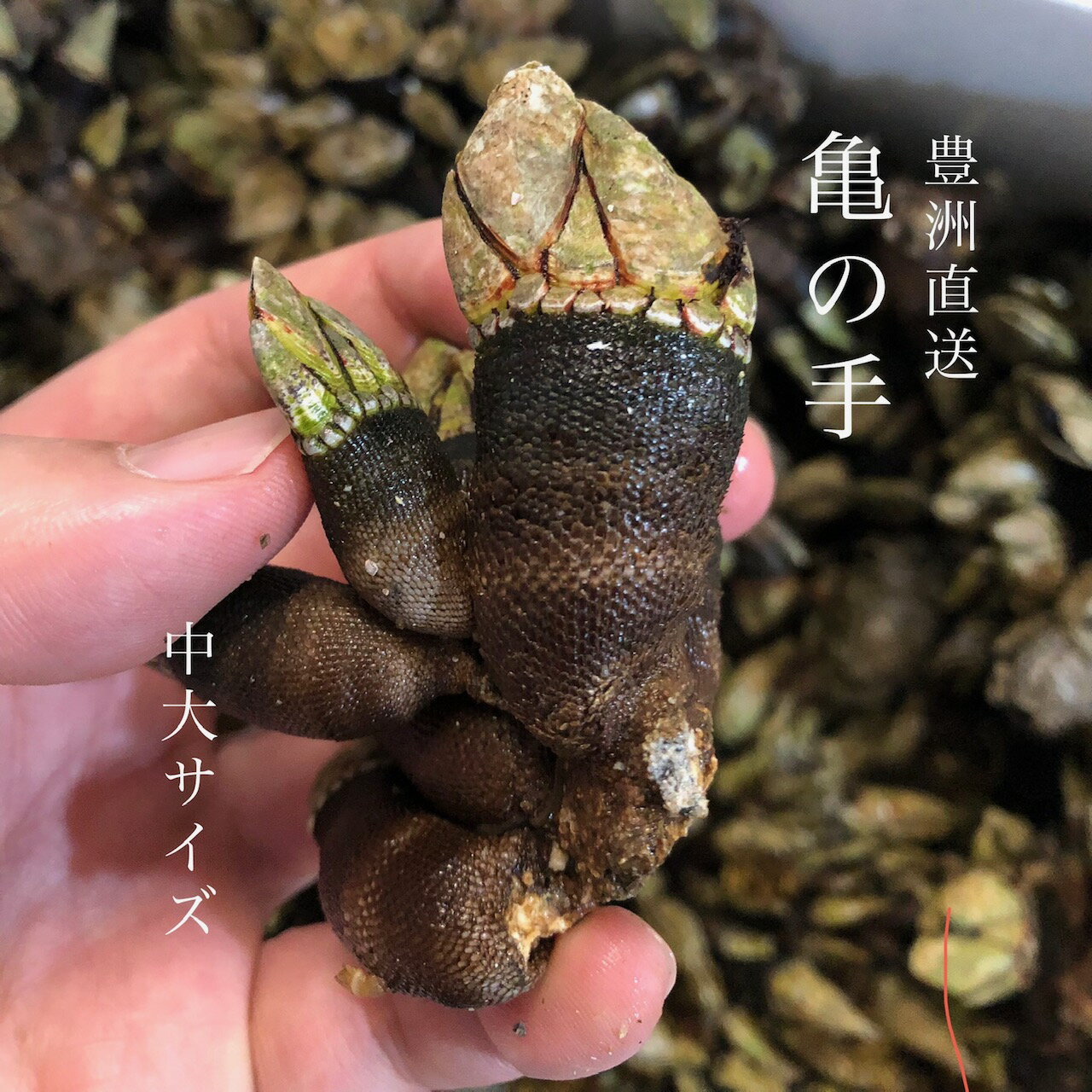 カメノテ 生 亀の手 愛知 他 中/大サイズ 500g 豊洲直送【亀の手0.5kg】冷蔵 カメのテ