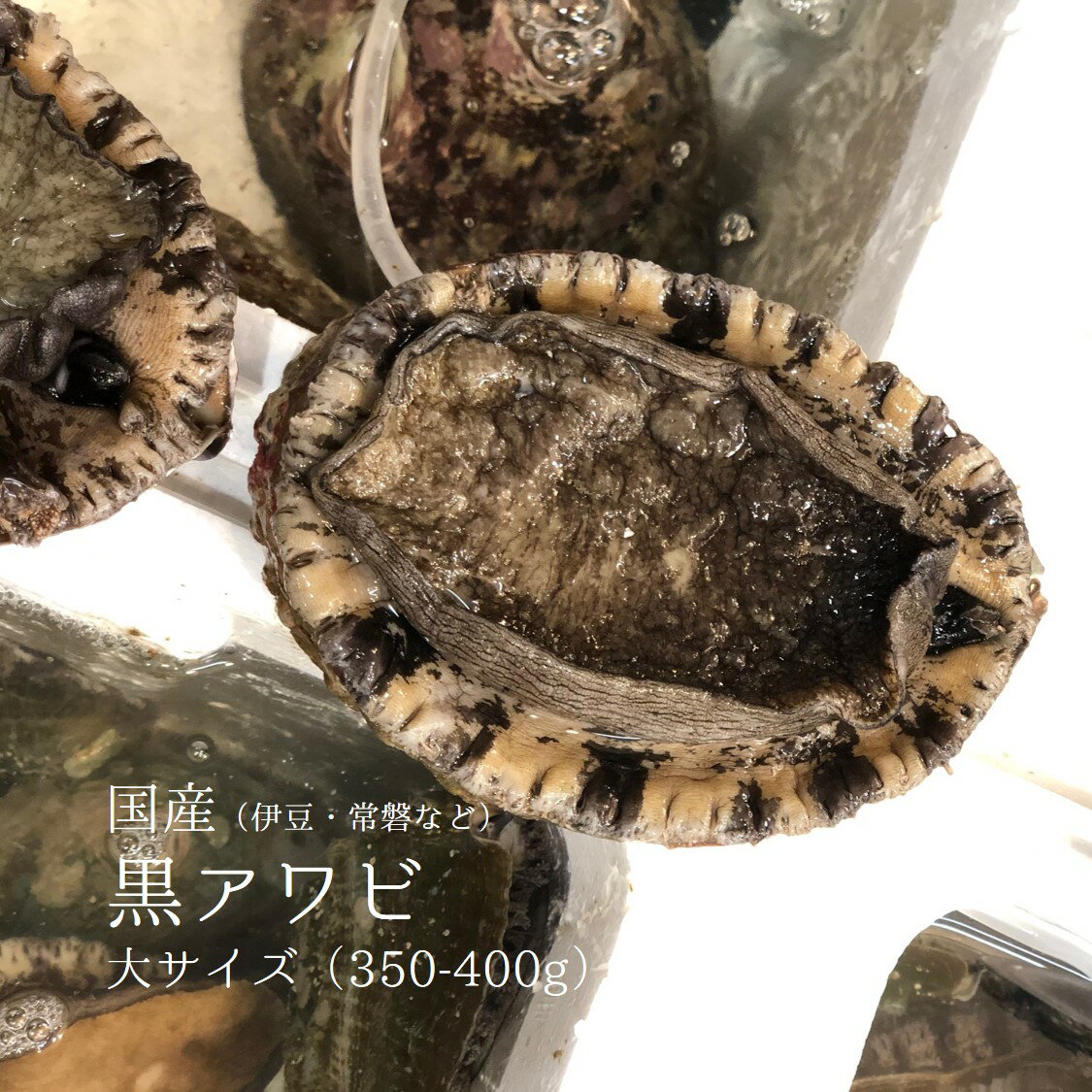 活 天然黒アワビ 1個350/400gサイズ 国産（伊豆/常磐/福岡/新潟など）【黒鮑350/400gx1個】冷蔵 豊洲直送