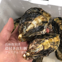 夏でも美味しく食べれる真牡蠣があります！兵庫県室津産のプレミアムグレードの真牡蠣です。 ミネラル豊富な瀬戸内海の漁場で養殖される真牡蠣は、プリっと美味しく育ちます。通常夏には卵を持ち始めるため、身がやせてきますが、本商品は三倍体の牡蠣のため、卵を持たない牡蠣で、今のシーズンでも楽しめます。シングルシードの方式で作られているため、深みのある形状であり、小ぶりながら身の入りも非常に良いです。雑味が少なく味のバランスが良く、歯触りの良いサクサクした食感をお楽しみ頂けます。 内容量：10個 産地：兵庫県室津産