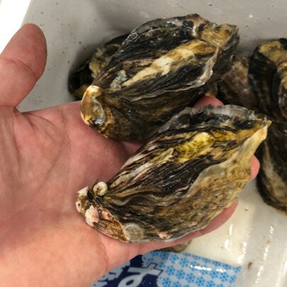 真牡蠣 室津産 シングルシード 10個入 小サイズ 生食用 【室津真牡蠣シングルx10個】冷蔵