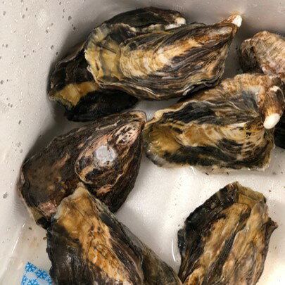 真牡蠣 室津産 シングルシード 10個入 小サイズ 生食用 【室津真牡蠣シングルx10個】冷蔵