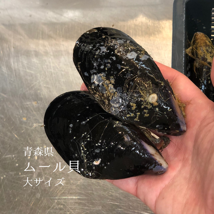 ムール貝 大サイズ（1個約70-100g）青森県産 他 1キロ【ムール1K】冷蔵