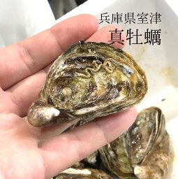 真牡蠣 殻付き牡蠣 兵庫県 室津産 豊洲直送 20個入り 小サイズ(約60g/1個)生食用カキ 【室津牡蠣60gx20個】 冷蔵