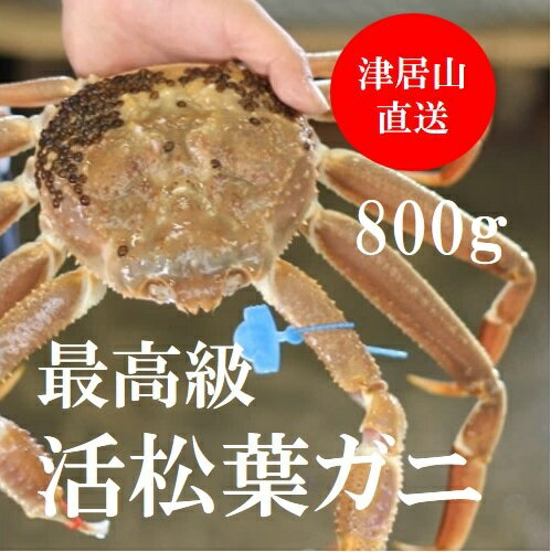 活松葉ガニ 最高級ズワイガニ 生 大サイズ 兵庫津居山カニ 800g(1杯)［産地直送］贈答 年末年始 グルメ 送料無料 鮮魚 カニ ズワイ蟹 送料無料 お歳暮
