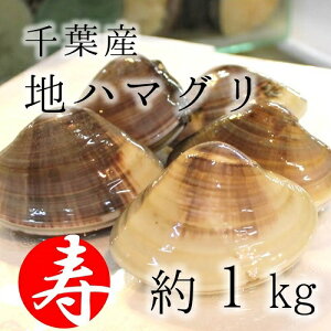 ［鯛の塩焼き同梱用］高級地ハマグリ（千葉産）1kg（8-10個） 蛤 お吸い物用 豊洲直送 【地ハマ1K】 冷蔵