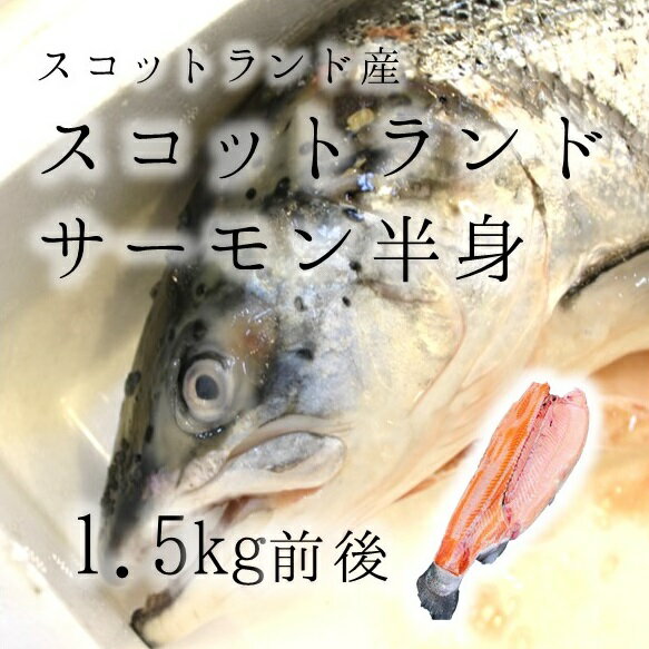 スコットランドサーモン スコットランド産 半身 豊洲直送 1.5kg前後 腹抜き（内臓抜き）【スコットランドサーモン半身】 冷蔵のサムネイル