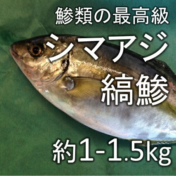 豊洲より鯵類の王様「シマアジ」をお届けします！養殖のシマアジで臭みも少なく、脂も天然モノより多く、とても美味しいです。刺身や寿司ネタなど、生で食べるのが店長イチオシです！ぜひお試しください！ ●商品詳細 ・産地：熊本産 等 ・内容量：約1-1.5kg/尾 ・賞味期限：生ものなので、できるだけ早く召し上がって下さい