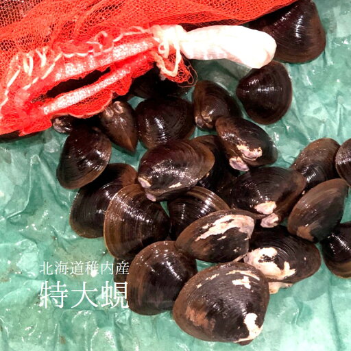 特大シジミ 北海道・青森・島根県産 他 1kg 【特大蜆1kgx1】冷蔵 豊洲直送 特大シジミ 北海道・青森・島根県産 他 1kg 【特大蜆1kgx1】冷蔵 豊洲直送