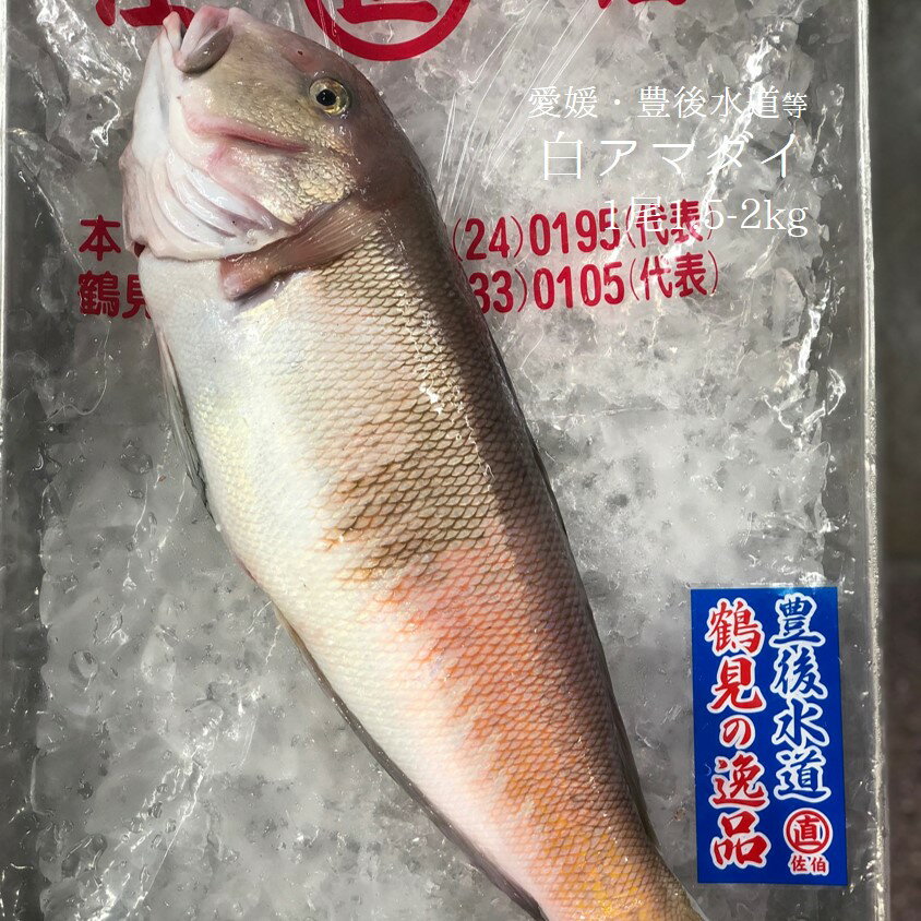 シロアマダイ 豊後水道 1尾1.5-2kg【白川1.5-2kg】シラカワ 白甘鯛 豊洲直送