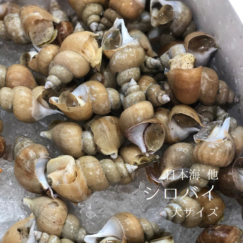 シロバイ貝 日本海産 大サイズ（1個約50g）計1kg【白バイ1kg-50g】豊洲直送 冷蔵