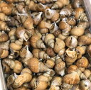 シロバイ貝 日本海産 中サイズ(1個約30g)計1kg【白バイ1kg-30g】豊洲直送 冷蔵
