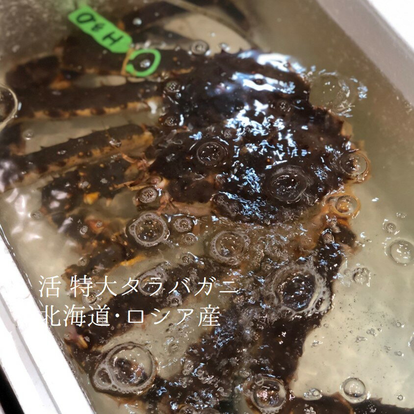 活 特大タラバガニ 2.7-3kg 北海道/ロシア産 【活タラバガニ2.7-3kg】冷蔵 豊洲直送