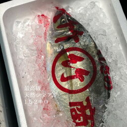 天然シマアジ しまあじ 最高級 1尾1.5-2kg 高知 他【天然縞鯵1.5-2キロ】冷蔵 豊洲直送