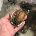 生 天然トコブシ 千葉・愛知 他 大サイズ 計500g(1個50-100g前後)【とこぶし大0.5K】冷蔵
