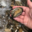 生 天然トコブシ 千葉・愛知 他 中~小サイズ 計500g(1個20-50g前後)【とこぶし小0.5K】冷蔵
