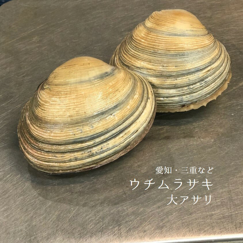 ウチムラサキ 大アサリ 愛知/三重等 1kg 1個約200ー250gサイズ 【大アサリx1kg】冷蔵 豊洲直送