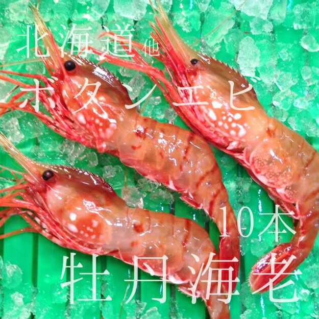 生 最高級ボタンエビ 海老 北海道産 約60g 大サイズ 約10本 刺身OK 豊洲直送【生牡丹エビx10本】 冷蔵