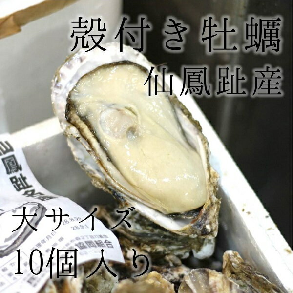 仙鳳趾産 殻付き牡蠣 生食用 大サイズ10個（約190g/個）豊洲直送 北海道産 カキ かき【仙鳳趾牡蠣190gx10個】 冷蔵