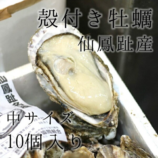 仙鳳趾産 殻付き牡蠣 生食用 中サイズ10個（約140g/個）豊洲直送 北海道産 カキ かき【仙鳳趾牡蠣140gx10個】 冷蔵