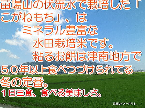 【送料無料】鶴巻義夫さんのお餅　　コガネモチのお餅。白餅(180切れ）