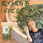 2024 新茶予約 八女茶 煎茶 送料無料 荒作り茶 のどか 100g メール便 お茶 緑茶 日本茶 茶葉 深蒸し茶 煎茶 一番茶 お土産 通販 九州産 ランキング 深むし 鵜ノ池製茶