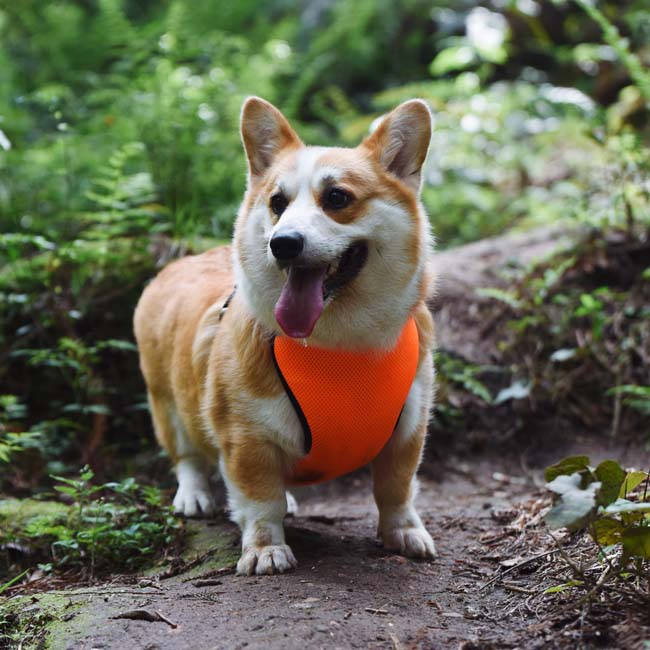 犬具 ハーネス リード 【小型・中型・大型犬】胴輪 簡単脱着、パッド入り、高いフィット感、ドッグフレ..