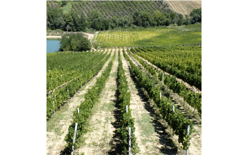 �ڥХ����� �ǥ� ������ե���ơ�14��������³����²�����³���������磻�ʥ꡼�����٤�6�ܥ��åȡ�750ml��6��