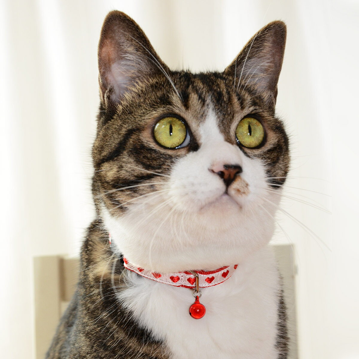 【猫 首輪 猫首輪 セーフティ 鈴 おしゃれ 安全 かわいい 柔らかい 軽い 日本製 国...