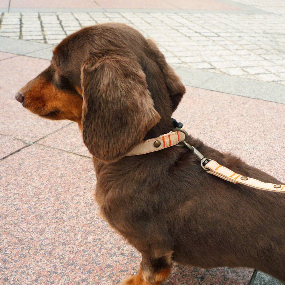 楽天市場】犬と生活 デニム ステッチ カラー XS・S【超小型犬 小型犬
