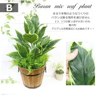 屋外対応◎ウォータープルーフ加工造花プランター屋外仕様人工観葉植物フェイクグリーン木製鉢寄せ植え造花選べる5種類ディフェンバキアポトスゼブラバラン造花装飾施設店舗お庭ディスプレイ大量注文可能グリーンフェイク本物そっくり領収書発行
