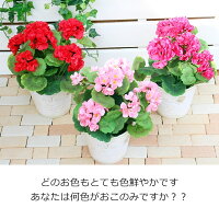 贅沢なリアル感!!まるで本物そっくりゼラニウムインテリアポットゼラニウムリアル造花ポットプランター可愛い本物のよう2980円お洒落花器選べる3色領収書発行贈り物代引き可赤ピンクビューティー観葉植物フェイク人気屋外対応造花
