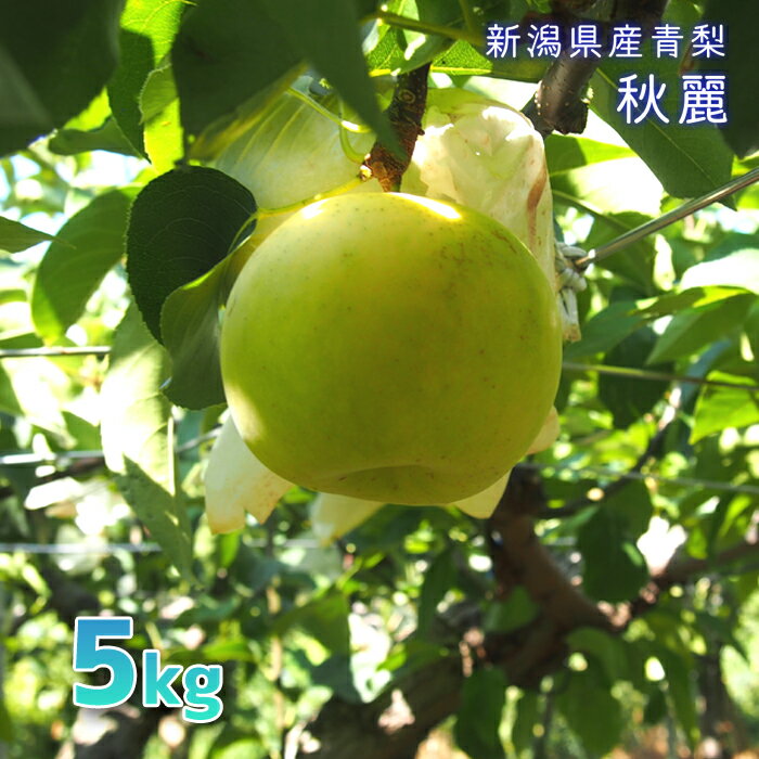 予約開始です！8/24から発送予定（金子秋麗梨5kg）金子さん夫妻が作る新潟県産青梨！秋麗梨 5kg ...