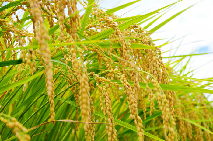 新潟県産特別栽培米コシヒカリ10kg新潟県特別栽培農産物認証をもらっている特別なコシヒカリです！精米（白米）してお届けします【頑張って送料無料！】