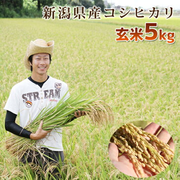 【頑張って送料無料！】新潟県産内山農園のコシヒカリ！玄米5kg非BLでコシヒカリ本来の旨味！オーガニック マクロビオティック乳酸菌・酵母菌肥料でツヤ・ハリのあるお米に！＜完全無農薬・有機肥料＞