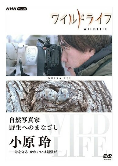 ◆ 商品説明 日本を代表する4名の写真家に密着 それぞれ独自の視点で撮った映像や言葉を記録した自然写真家シリーズ 「小原玲 命を守る かわいいは最強だ」 小原さんは報道写真の世界で活躍した後、アザラシの赤ちゃんとの出会いをきっかけに動物写真家になった。若者や女性に人気のシマエナガもブームに火をつけたのは小原さんの写真だ。その小原さんが亡くなる直前まで撮ったのが愛くるしい表情のエゾモモンガ。なぜ、かわいいを追い続けたのか。そのまなざしの奥には命を守りたいという思いがあった。報道の魂を纏った動物写真家にとって「かわいい」は「守りたい」だったのだ。 【語り】:保里小百合 【特典映像(予定)】 【封入特典(予定)】:写真家 小原玲 特製ブックレット(12P) ○2021年12月~2022年4月 NHK BSPで放送 発行・販売元:NHKエンタープライズ (C)2022 NHK ■仕様：DVD ■品番：NSDS-25618 ■JAN：4988066240645 ■発売日：2022.07.22 ドキュメンタリー／セル／本編59分＋特典／16:9LB／ステレオ・ドルビーデジタル／片面一層／カラー／トールケース／ブックレット 登録日：2022-06-10