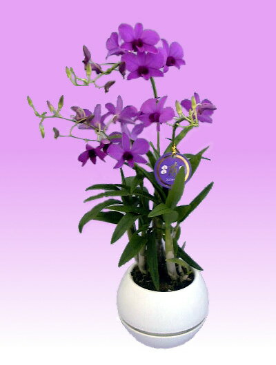 ♪送料無料♪ミニデンファレ　ビギバム　丸鉢