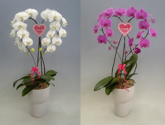 実用新案登録済♪送料無料♪ハート胡蝶蘭　大輪タイプ　白とピンク　御祝紅白セット