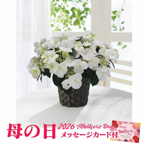White - 母の日 アジサイ　ラグランジア　ブライダルシャワー【2026年 母の日 プレゼント 母の日 アジサイ 鉢 母の日 花 母の日 アジサイ 鉢植え 母の日 アジサイ 5号鉢 母の日 花鉢 母の日 送料無料】