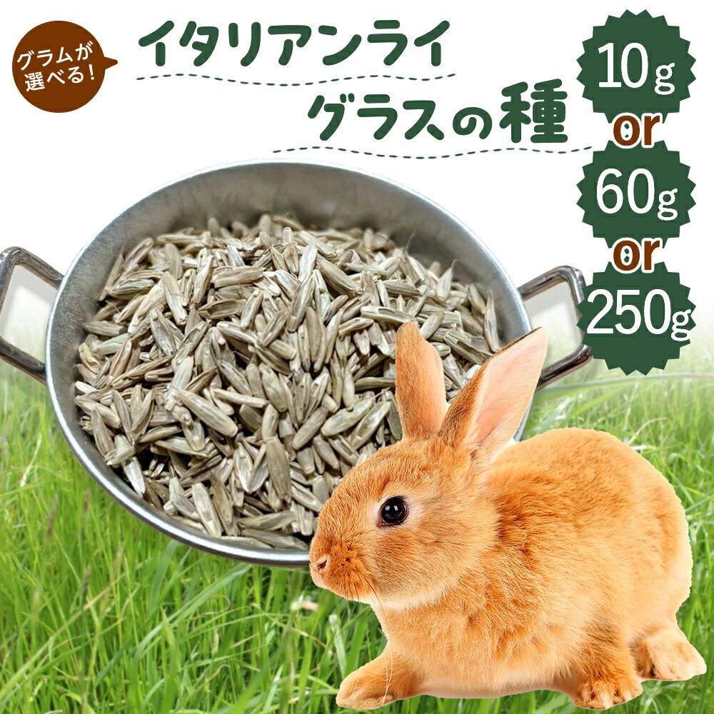 【お値段以上】うさぎ 牧草 種 イタリアンライグラス ウサギ 10g or 60g or 250g 選べる 牧草の種 牧草王国 チンチラ うさぎ えさ うさぎ 牧草 もふぱふぇ 牧草 えさ 種 大容量 うさぎ牧草※ スーダングラス 牛 バター ではありません