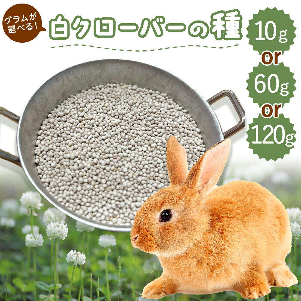 【お値段以上】うさぎ 牧草の種 白