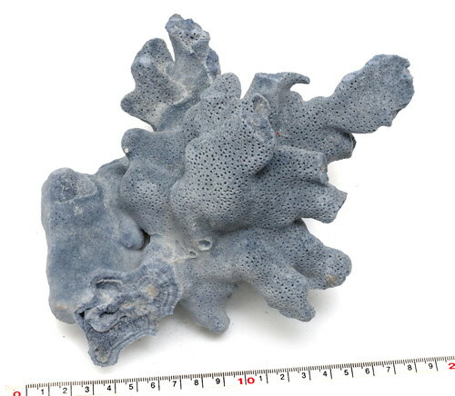 【インテリア用珊瑚パーツ】ブルーリッジコーラル 青珊瑚 青さんご 青サンゴ no.3