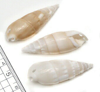 【貝殻パーツ】ベルタガス　タケノコカニモリ　3個【ゆうパケット3cm可能商品】