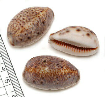 【貝殻パーツ】ヒメホシダカラ　 2個（ゆうパケット厚み3cm配送可能商品）