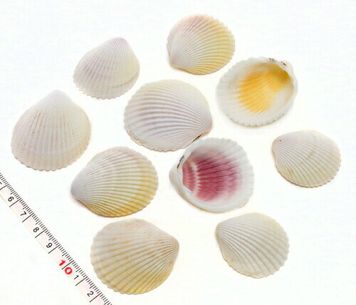 【貝殻パーツ】リュウキュウザルガイ お得パック 大小ミックス 1kg